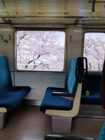 車窓、満開の桜、そして静かな時間