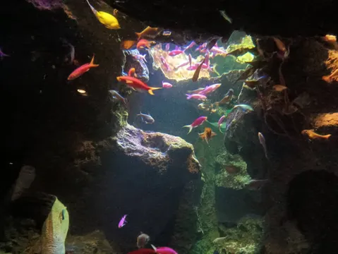 深海の宝石、優雅に泳ぐ