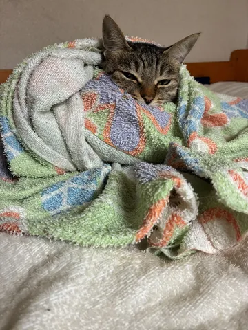 毛布に包まれた猫のひととき