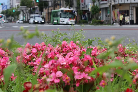 雨上がり、街角の花々