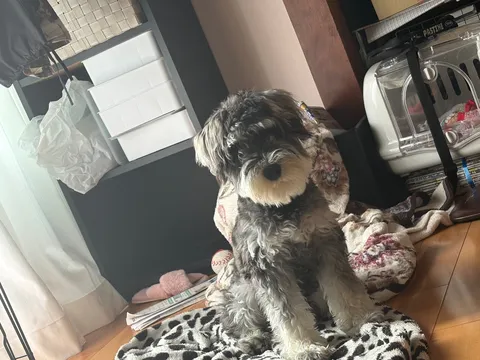 部屋に映えるふわふわの影