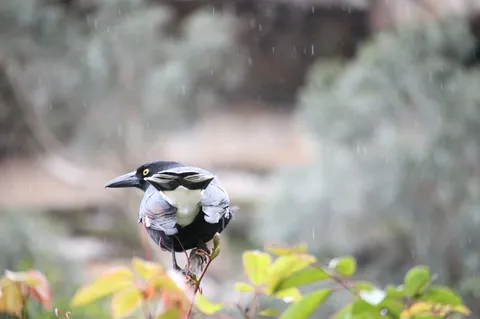 雨粒に濡れる野鳥の姿