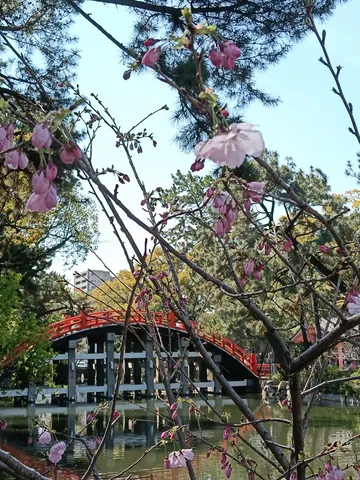 桜まみれの赤い橋