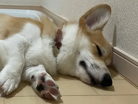 熟睡コーギー、夢の中へ