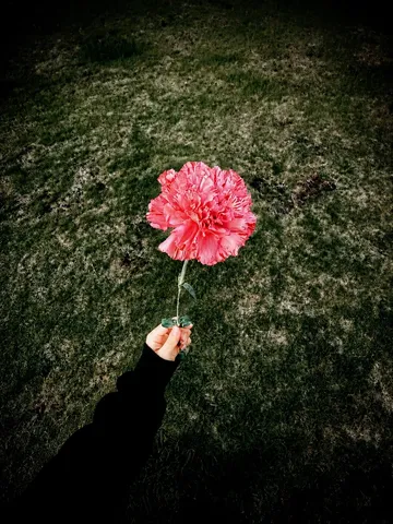草の上に咲く、情熱のピンク