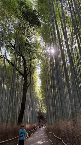緑深き竹林の小径
