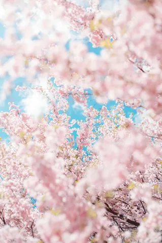 淡く儚い、春の訪れ