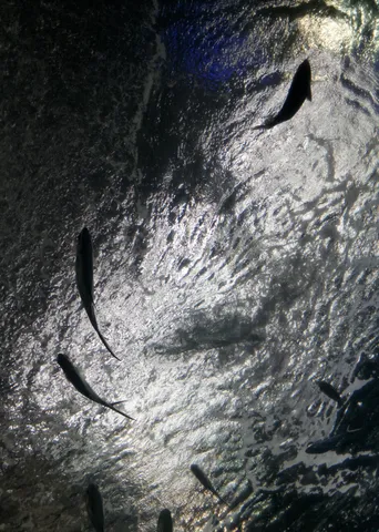 水中を泳ぐ魚たちのシルエット