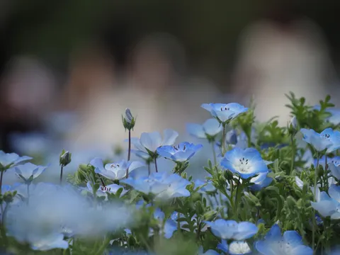 空色の絨毯、風に揺れる。