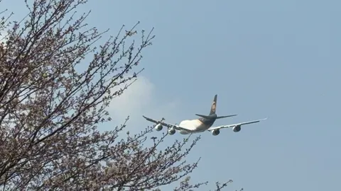 巨大貨物機、桜と共に飛ぶ