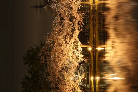 水面に映る幻想的な夜桜