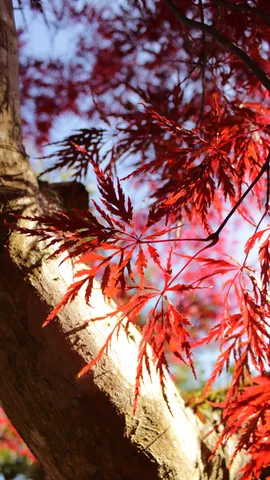 紅葉の光を映す一枝