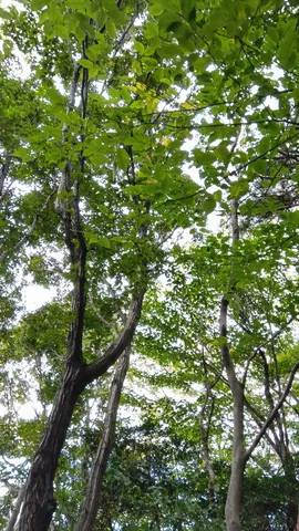 緑の天蓋に包まれて