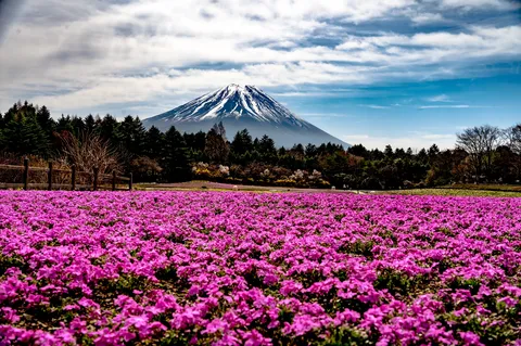 霊峰富士と芝桜