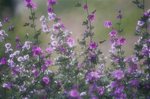 背伸びする紫の花たち