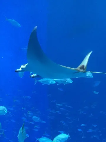 優雅に泳ぐエイと魚たちの群れ