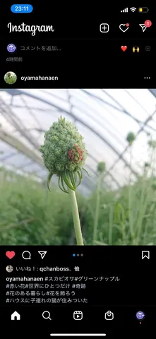 緑のつぼみ、生命の輝き