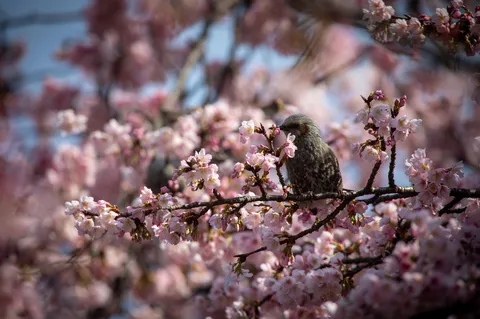 桜満開、鳥も夢中