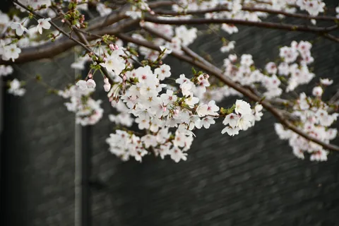 黒に浮かぶ、春の桜枝