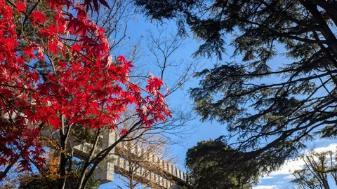 燃える紅葉と青空のコントラスト
