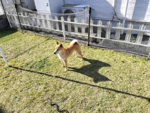 柴犬と蛇の遭遇？