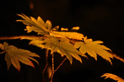 闇夜に灯る黄金の葉