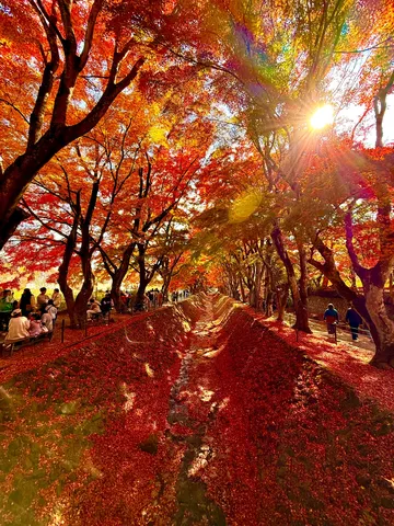光きらめく紅葉の道