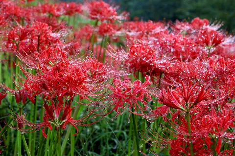 露がつるす紅い彼岸花