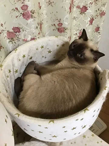 星降る夜のうたた寝