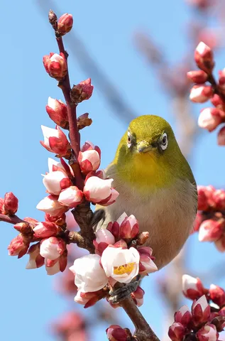 春を告げるメジロの瞳