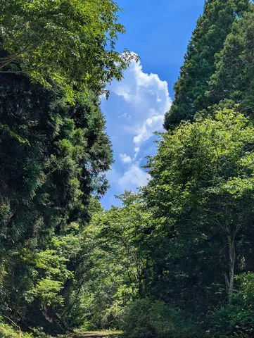 木漏れ日と夏の空
