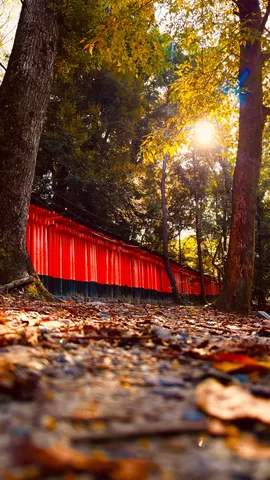 紅葉の森、赤い回廊
