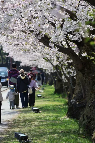 桜並木の下、春の散歩道