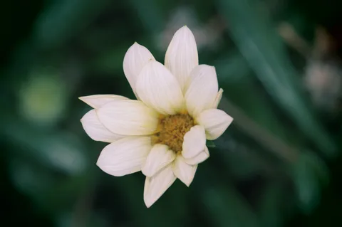 静寂に佇む一輪の花