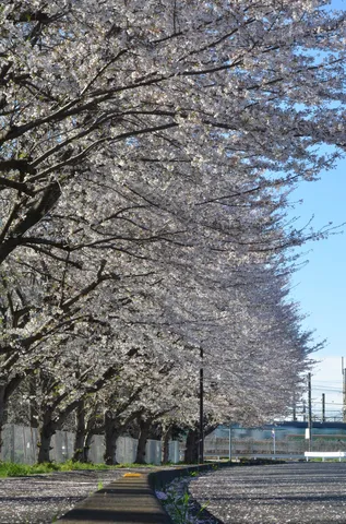春風と桜のトンネル