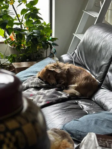 窓辺の眠りと植物の影