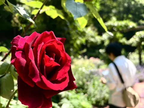 深紅のバラと午後の散歩
