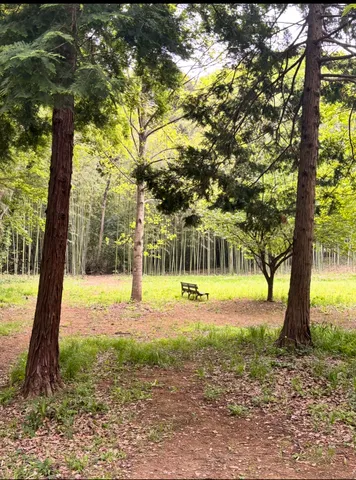 竹林へと続く静かな木漏れ日