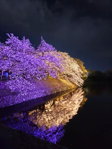 紫と白、水面に踊る夜桜