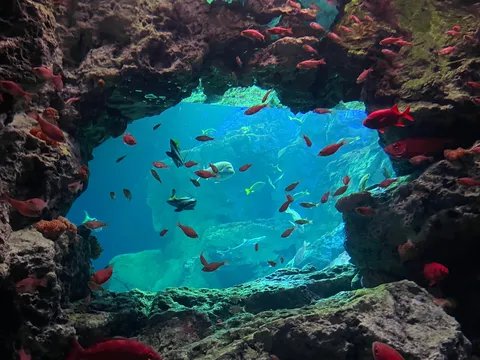 海底洞窟に群れる紅の魚