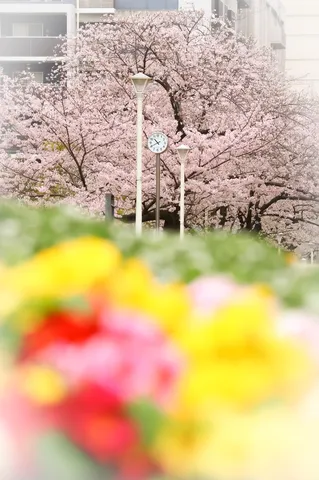 春の彩り、時計と桜