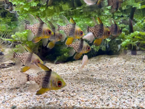 水中を舞う、斑点の魚たち