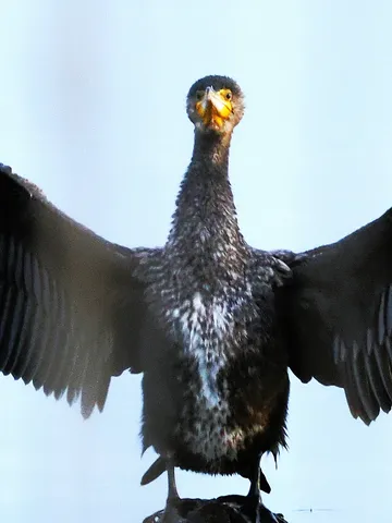翼を広げる謎の鳥