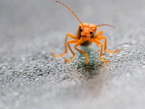 オレンジの静かな一歩