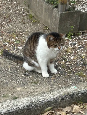 外の風景に佇む猫の静寂