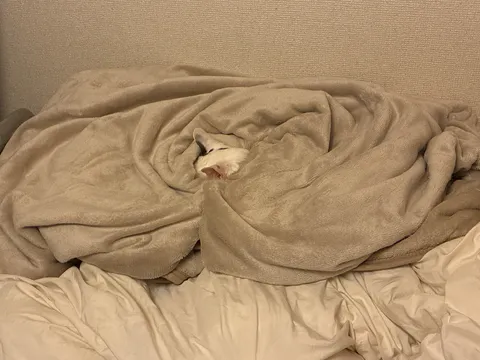 布団の中から…