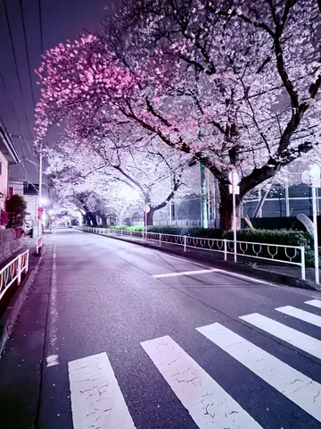 幻想的な夜桜並木