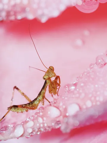 バブルと共鳴する昆虫