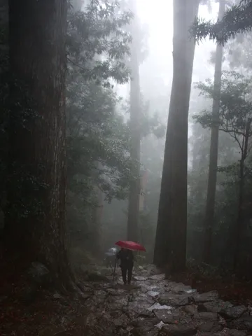 霧の森と赤い傘