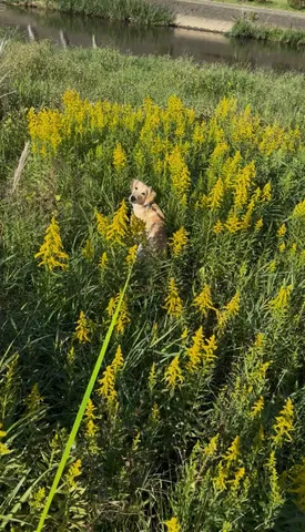 夏色に溶ける犬